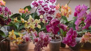 Обзор цветения орхидеек. Часть 2.  Первое  видео в Новом 2025году!🌲☃️🌲💥