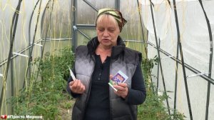 Как помочь томатам в холодную погоду и чем их подкормить.