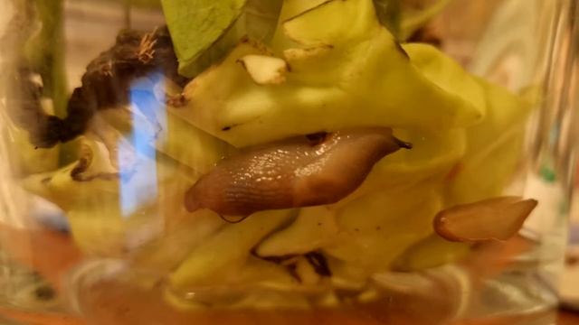 Slugs #slug #nature #animals #home #слизень #природа #животные #дом #youtube #ютуб #video #видео #i смотреть онлайн