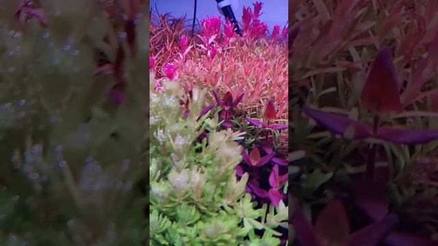 Шикарное буйство красок в аквариуме смотреть онлайн