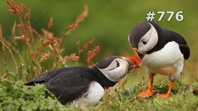 #776. Тупики (В мире животных) смотреть онлайн