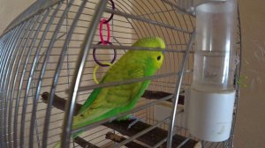 КАК ПОЕТ ВОЛНИСТЫЙ ПОПУГАЙ в КЛЕТКЕ ✔️ ПЕНИЕ ПОПУГАЯ ТОШИ ✔️ зеленый попугайчик TV