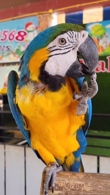 Делаем ноготочки смотреть онлайн