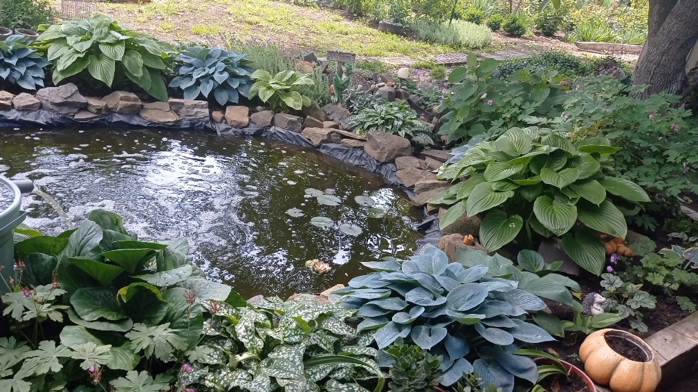 Наш маленький водоём, своими руками. смотреть онлайн