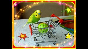 Покупки из зоомагазина//Подарки для Тоши//Как ИГРАЕТ волнистый попугай//зеленый попугайчик TV