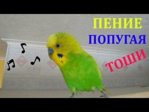ПЕНИЕ ПОПУГАЯ В ПЕРВЫЙ ДЕНЬ ВЕСНЫ ▶️ ВЕСЕЛОЕ ПЕНИЕ ПОПУГАЯ ТОШИ / зеленый попугайчик TV