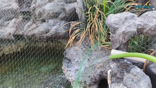 Red Eared Slider Turtles Banned in india? 😭 | Red Eared Slider Turtles ban karegi government ? 😭 смотреть онлайн