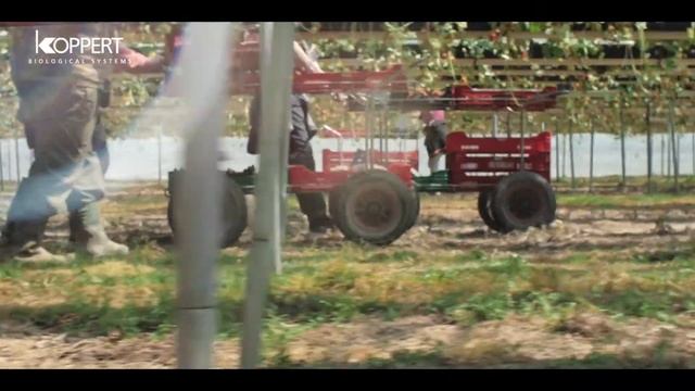 S&A - KOPPERT смотреть онлайн