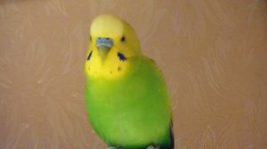 ПЕНИЕ  волнистого  ПОПУГАЯ//Как поет попугай//Поющий попугай