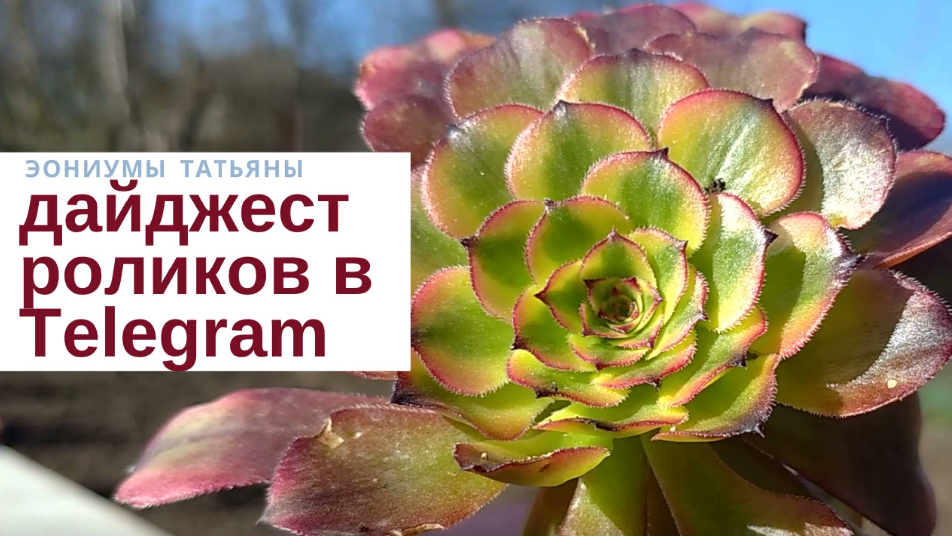 №136  Дайджест в Телеграм