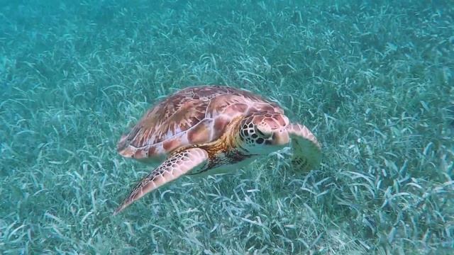 Why It's Important to Teach Marine Science смотреть онлайн