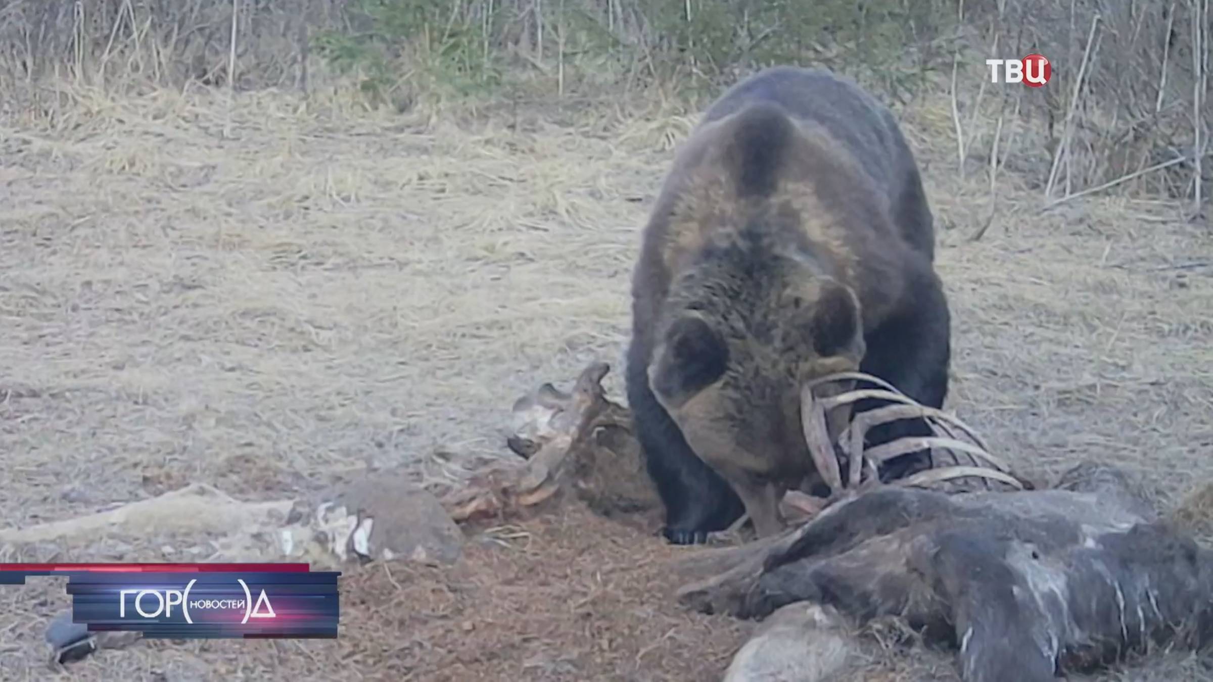 Пострадавшего при нападении медведя мужчину ввели в состояние медикаментозной комы смотреть онлайн