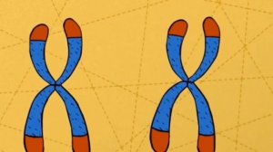 ТЕЛОМЕРЫ - ПРОДЛЕНИЕ ЖИЗНИ
