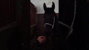 раскрываю секреты как приручить дикого жеребца