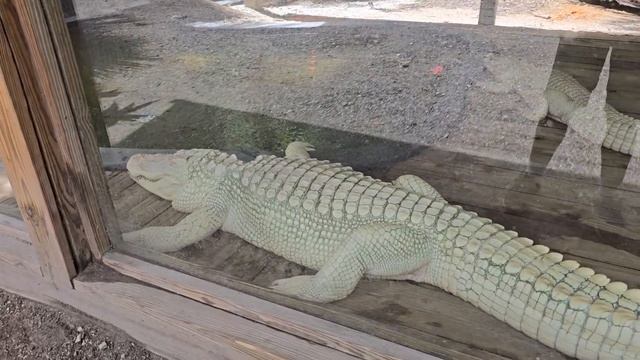 Wildflorida Albino Alligator 7/2024 смотреть онлайн