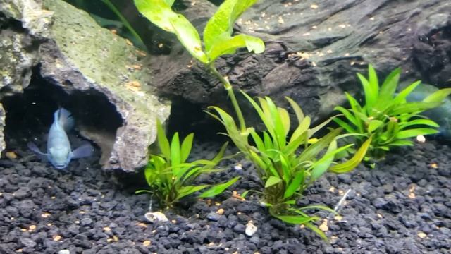 Dwarf Pike Cichlid Hodurian Red point tank rescape смотреть онлайн