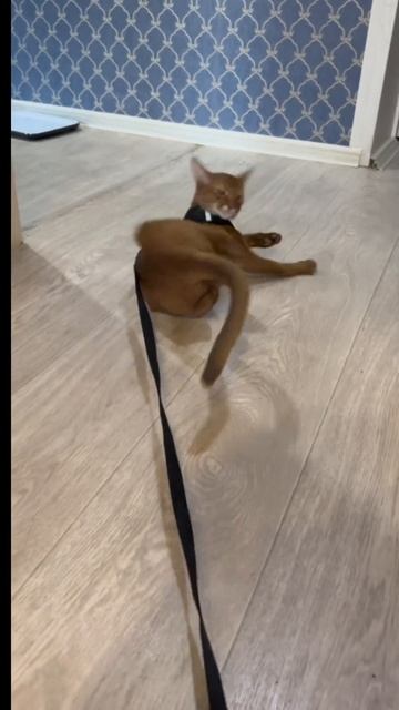 Абиссинский кот и поводок #кот #абиссинский #котики #cat #челлендж #домашниеживотные #котик #kitty смотреть онлайн