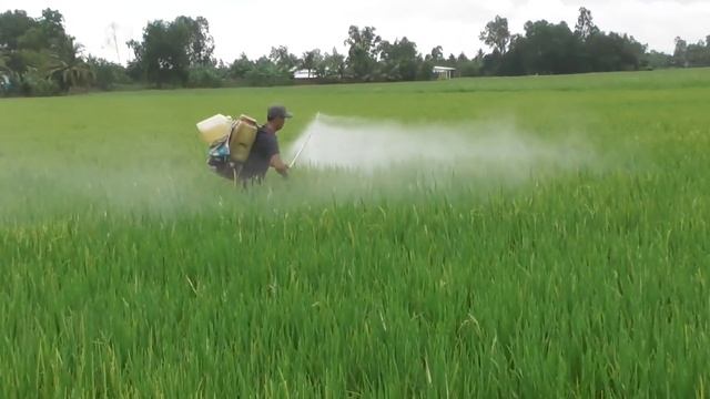 Hai Thửa Ruộng Sạ Chung Ngày, Chung Giống,.. Mà Khác Nhau Nhiều Quá