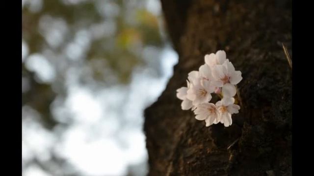 Цветение сакуры смотреть онлайн