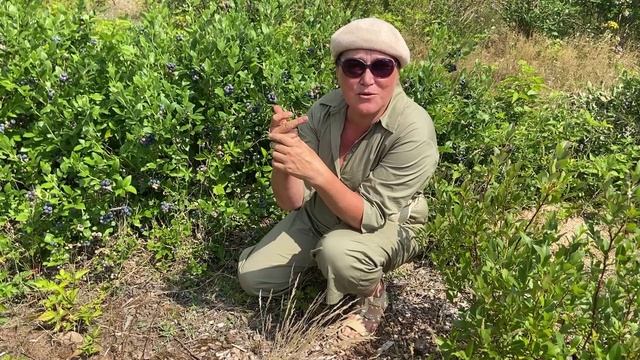 Как растет голубика у нас на плантации Часть 1 смотреть онлайн