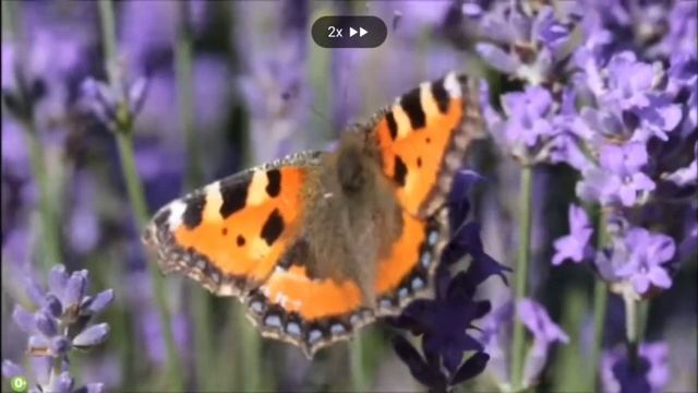 Школа кролика Бобо-природа