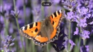 Школа кролика Бобо-природа