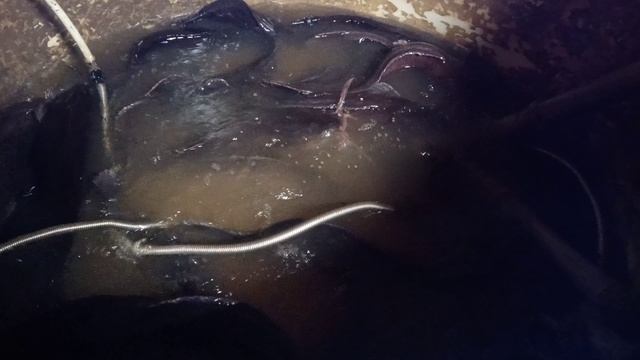 продадим сома клариевого