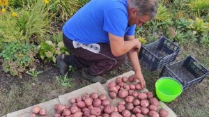 Характеристика картофеля сорта "Мишка"