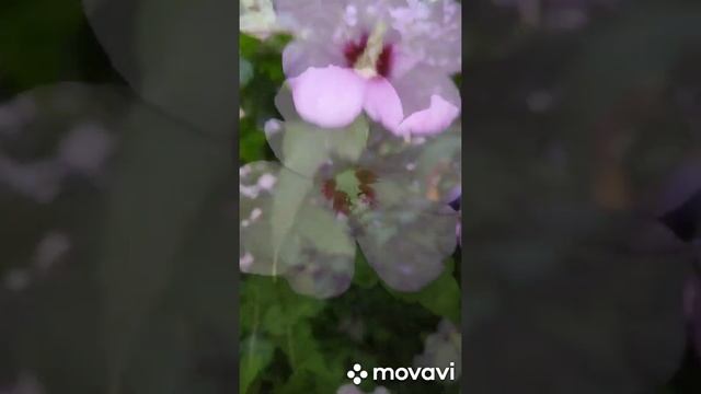 Летним вечером в саду смотреть онлайн