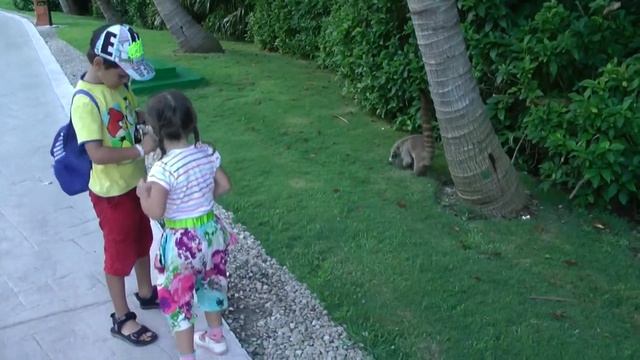 Coati in Mexico смотреть онлайн