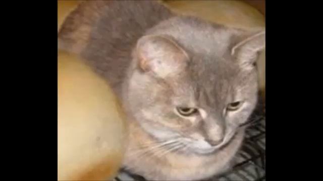 кошачий хлеб смотреть онлайн