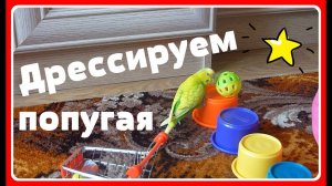 КАК МЫ ДРЕССИРУЕМ ВОЛНИСТОГО ПОПУГАЯ / ВЕСЕЛЫЙ ПОПУГАЙ ТОША ИГРАЕТ С ИГРУШКАМИ/зеленый попугайчик TV