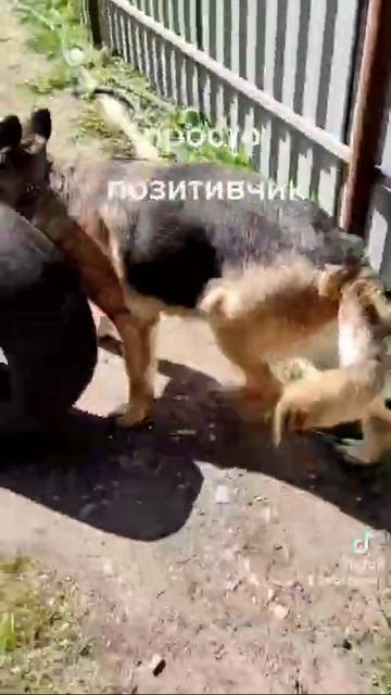 дружба кошки и собаки смотреть онлайн
