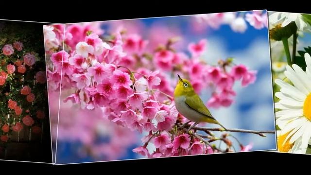 Новые цветы смотреть онлайн