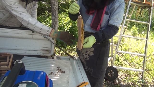 蜜蜂捕獲　2022 смотреть онлайн