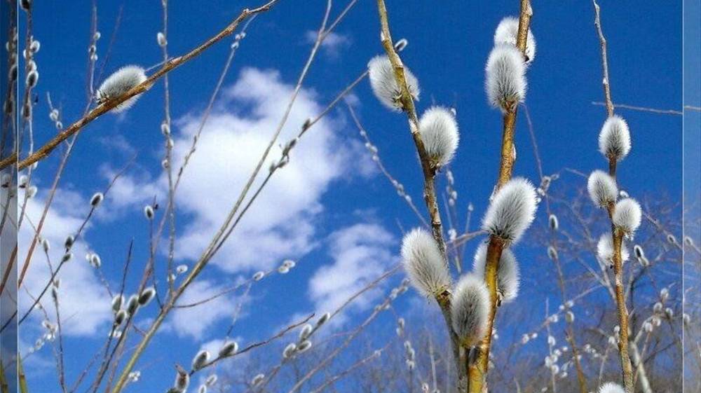 Верба. Елена Благинина. смотреть онлайн