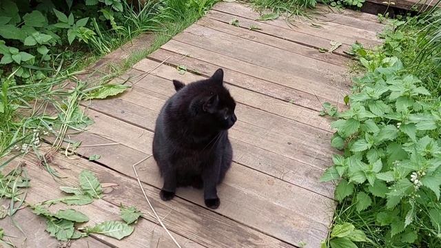 17.07.23 Кошки первый раз на улицу вышли😳 смотреть онлайн