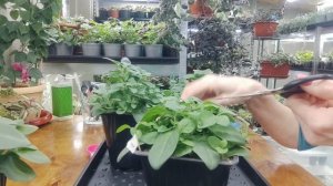 После ТАКОЙ прищипки ПЕТУНИИ вырастет огромный цветущий шар.