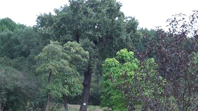 Національний ботанічний сад ім. М. М. Гришка National botanic garden M. M. Grishka смотреть онлайн