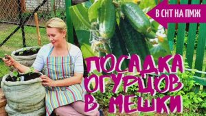 СТАРАЯ ДАЧА | Мало места много огурцов! | Огурцы в мешках №23 В СНТ НА ПМЖ