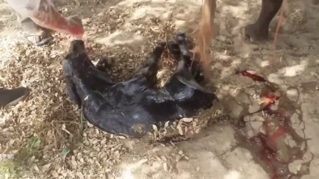 Metabolite Mix Powder||Nutritional Supplement of Specific Minerals & Vitamin for Pregnant Animals смотреть онлайн