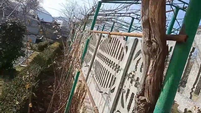 Виноградарство. Обрізка винограду при формувані на високому штамбі. смотреть онлайн