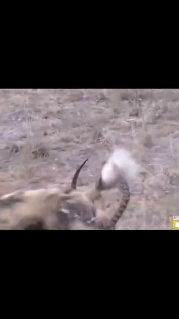Seriously injured like antelope still fighting with wild dogs to the end #shorts смотреть онлайн