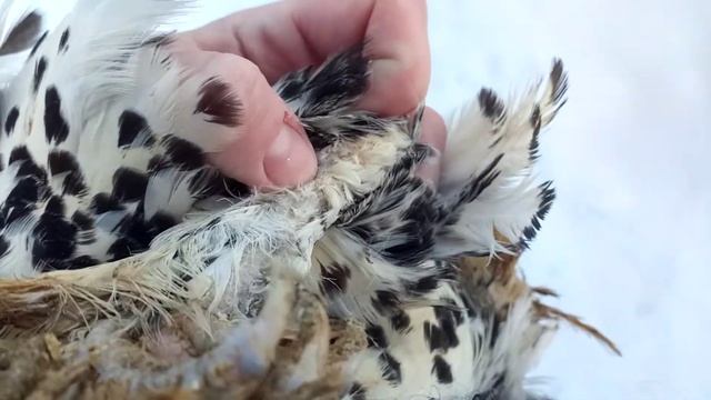 Оперение плюсен у павловских смотреть онлайн