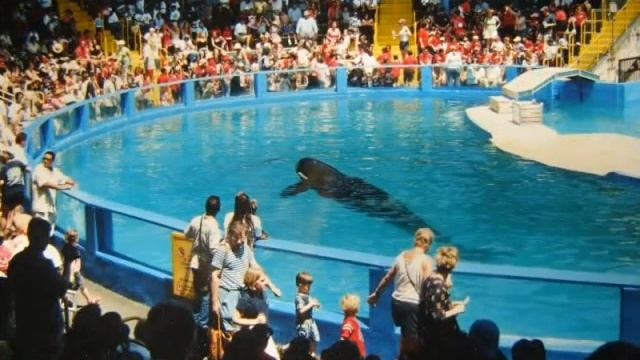 The Whale and Dolphin People Project смотреть онлайн