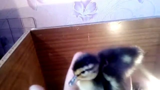 Начали лупится цыплята и утята. смотреть онлайн