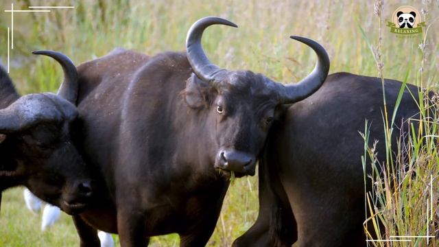 Animal Sounds Around Us: Monkey, Tiger, Dog, Cat, Camel, Frog Amazing Animal Moments смотреть онлайн