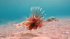 Морские животные, о которых вы не знали