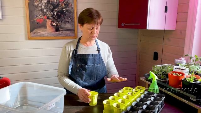 Посев семян томатов