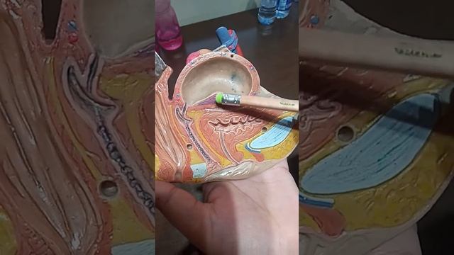 Female pelvis ( Rectum,Bladder and Uterus) смотреть онлайн